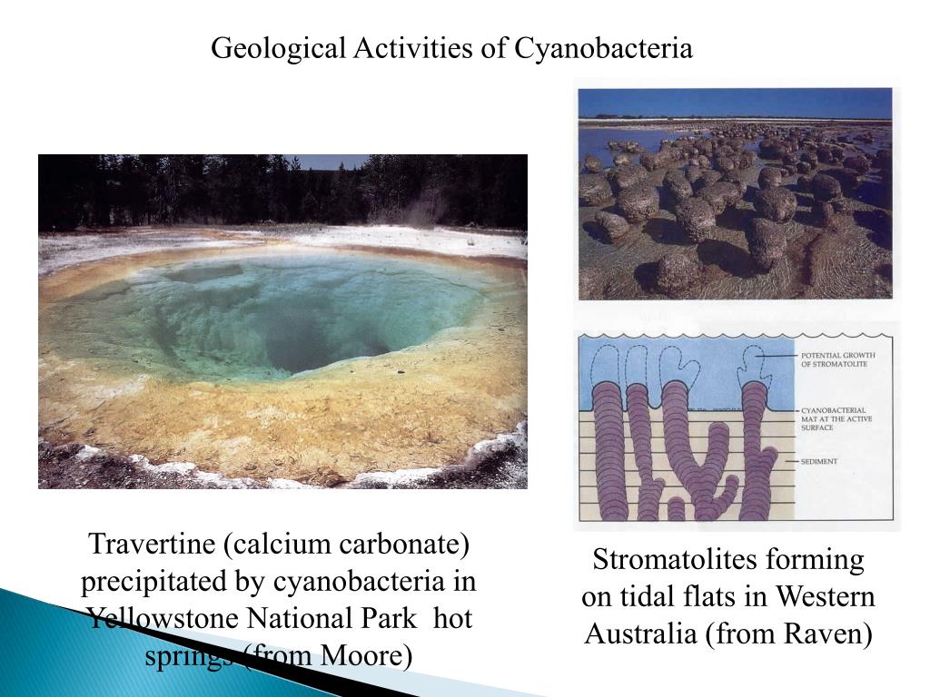 Какую роль играют цианобактерии. Цианобактерии в горячих источниках. Цианобактерии термальных источников. Озеро Чад цианобактерии. Цианобактерии на вулкане фото.