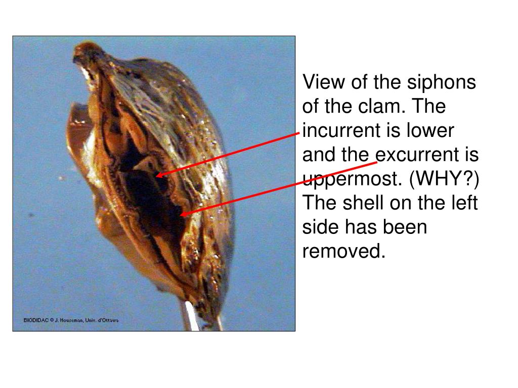 PPT - Molluscs PowerPoint Presentation, free download - ID:3804700