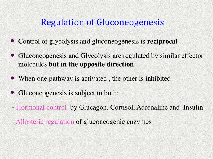 PPT - Gluconeogenesis PowerPoint Presentation - ID:3804844