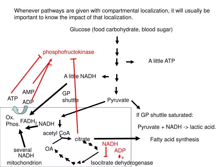 the impact of blood sugar and the impact of blood sugar and