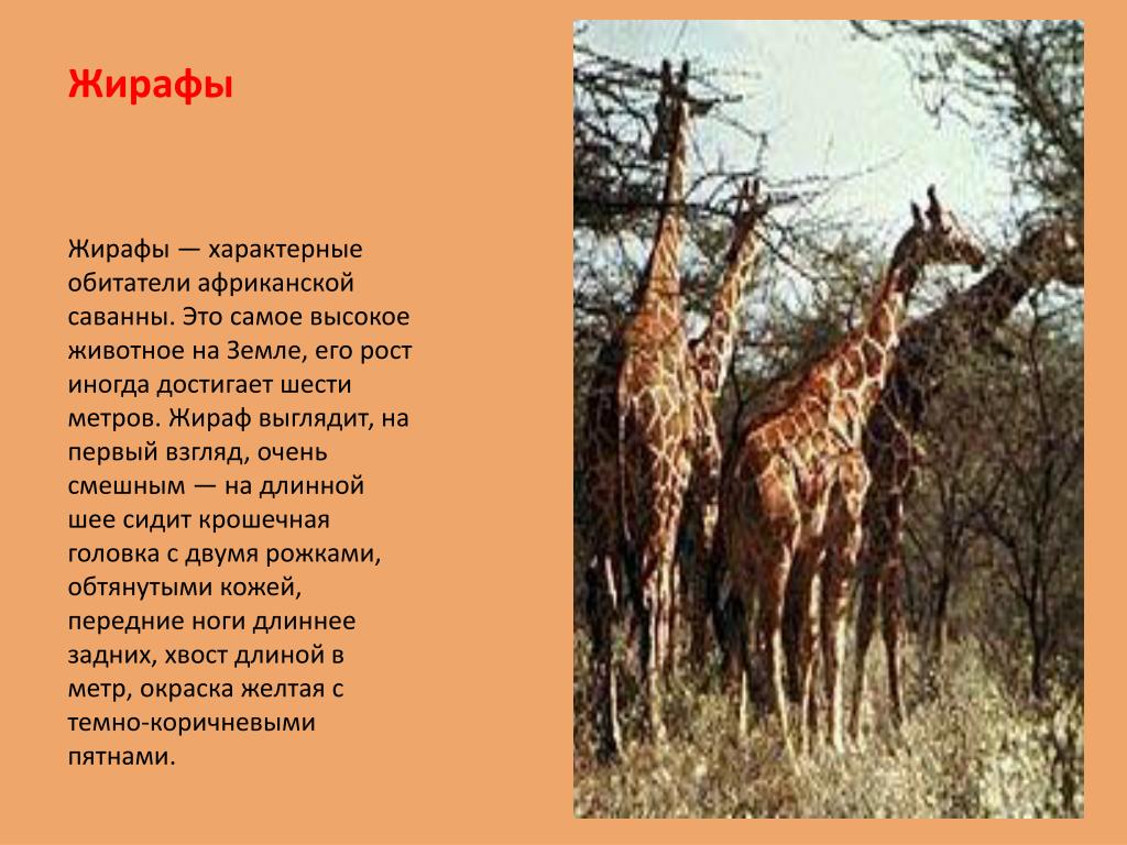 Животные саванны доклад 1 класс окружающий мир. Рассказ о жирафе. Описать жирафа. Презентация про Жирафов. Жираф описание для детей.