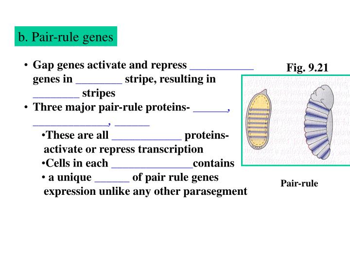 What Is Pair Rule Gene _ Pair‐rule Genes – CKSY