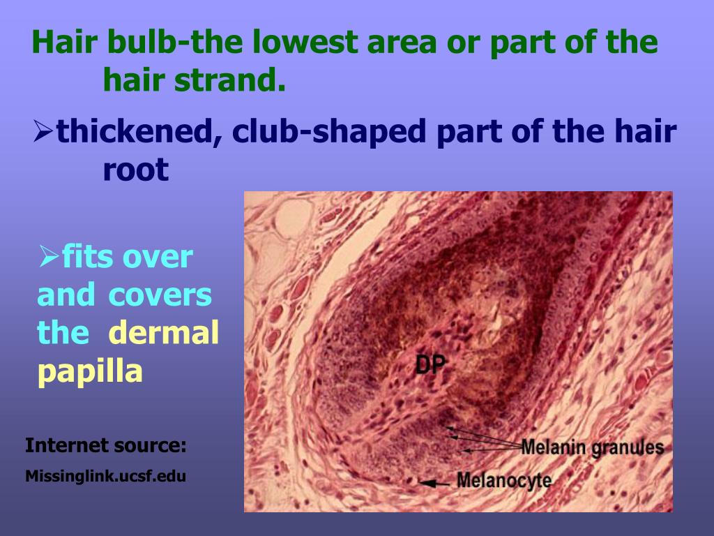 Ppt Chapter 11 Properties Of The Hair And Scalp 2012 Edition