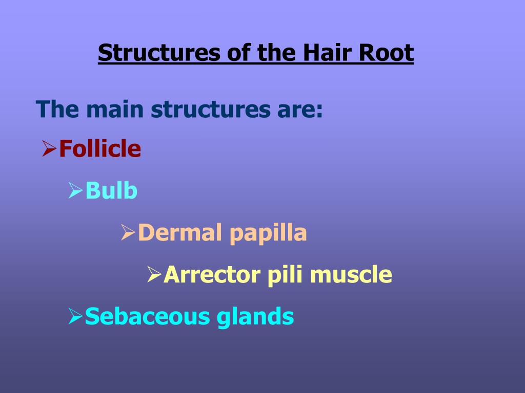 Ppt Chapter 11 Properties Of The Hair And Scalp 2012 Edition