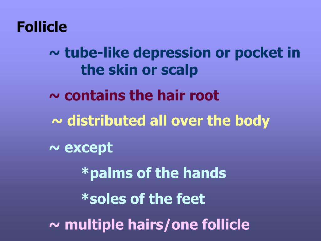 Ppt Chapter 11 Properties Of The Hair And Scalp 2012 Edition