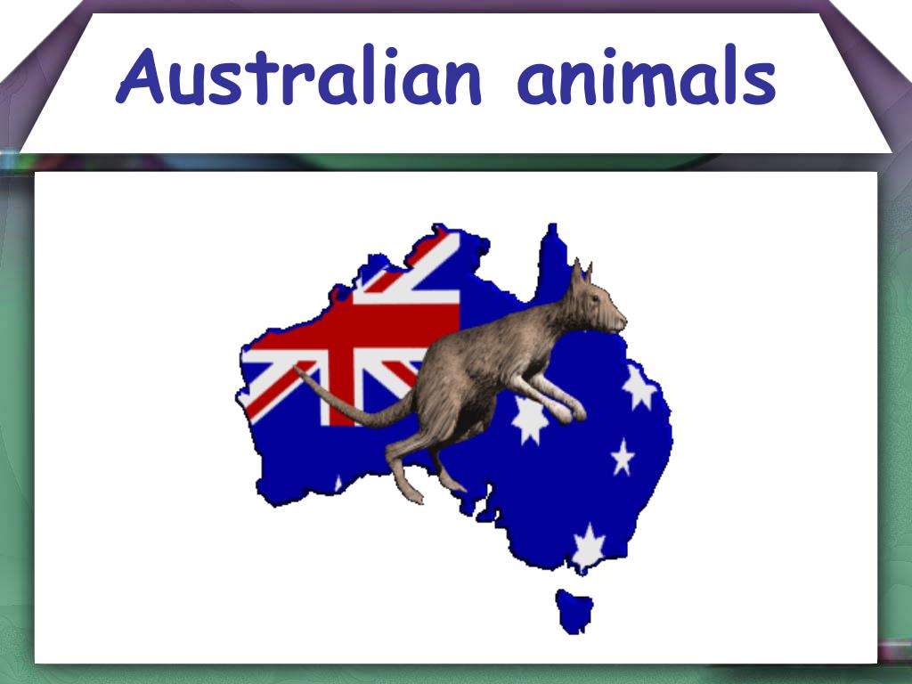 defile pint Ærlig PPT - Australian animals PowerPoint Presentation, free download - ID:3807892