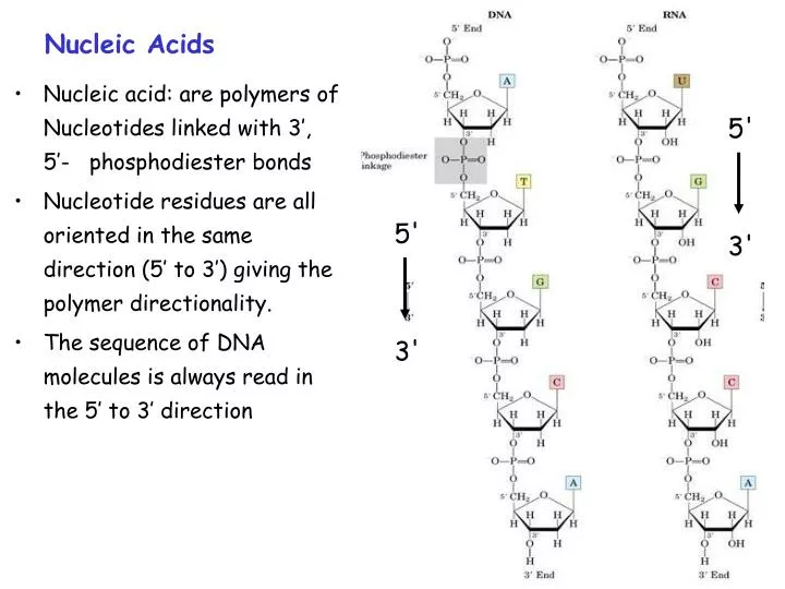 Ppt Nucleic Acids Powerpoint Presentation Free Download Id