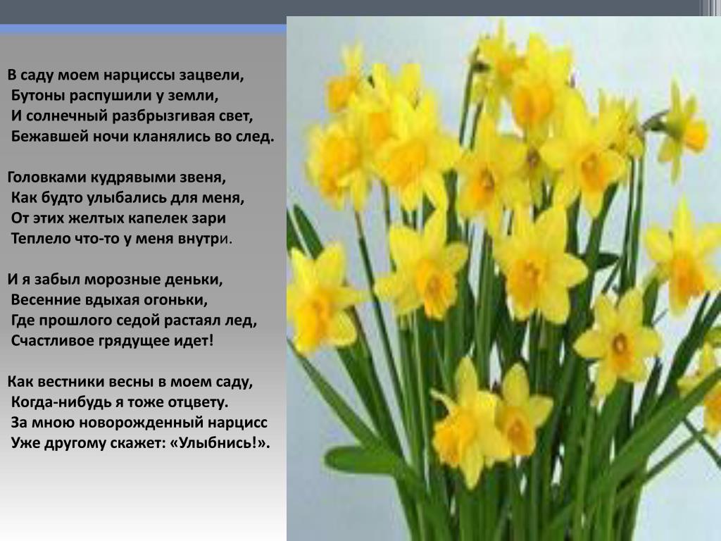 Нарцисс растение значение. Описание весенних цветов. Растения весенних цветников названия. Описать весенний цветок. Зацвели нарциссы.
