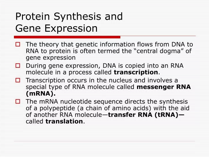 PPT Protein Synthesis and Gene Expression PowerPoint
