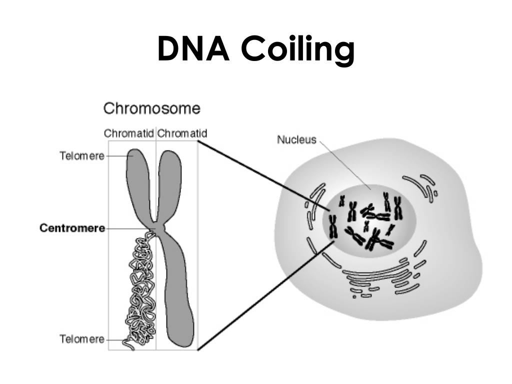Хромосомы в растительной клетке. Строение ядра хромосомы. Схема строения хромосомы. Строение хромосомы ЕГЭ биология. Строение клетки хромосомы.