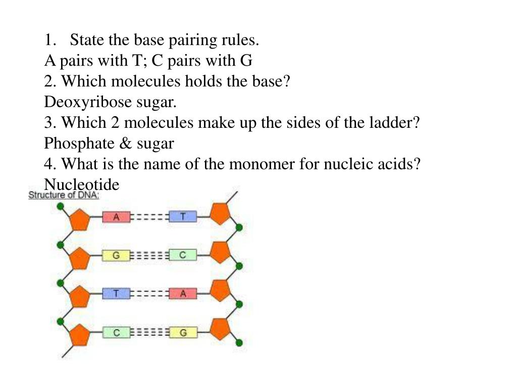 What molecules make up the sides of the dna ladder mugeek vidalondon