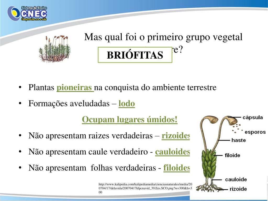 Ppt Aula 4 43 A Conquista Da Terra Os Ambientes E A Vida Powerpoint Presentation Id3816774 9858