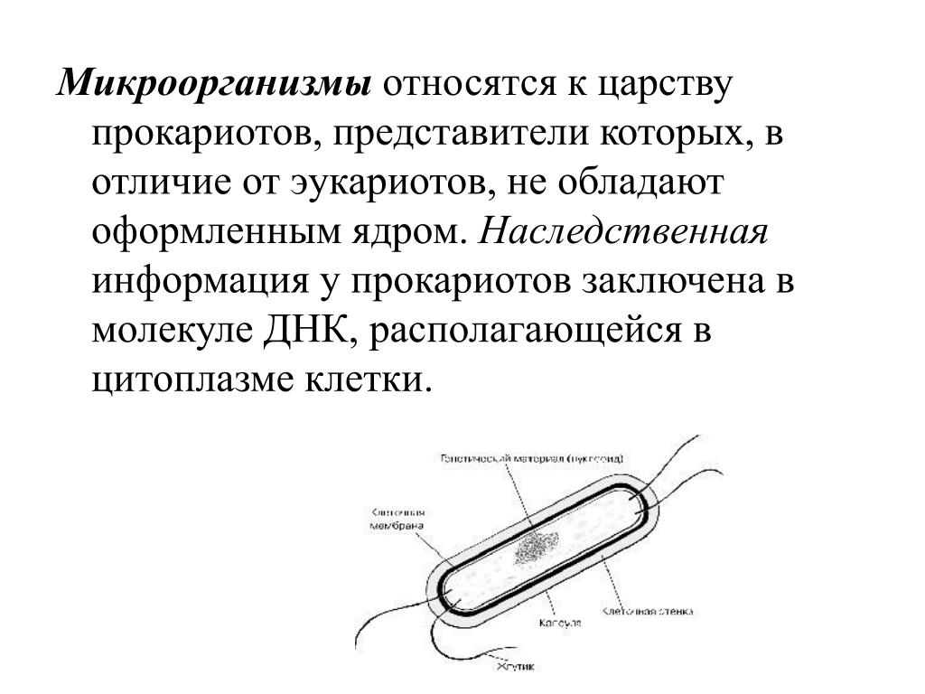 Признаками бактерий являются