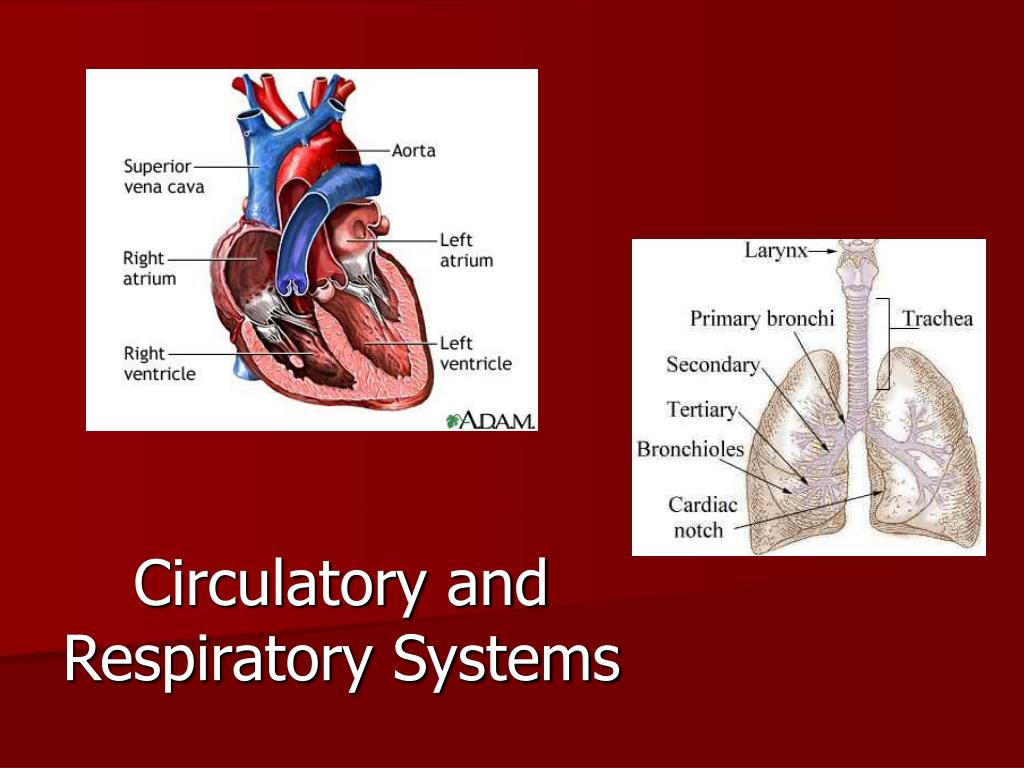 PPT - Circulatory and Respiratory Systems PowerPoint Presentation, free