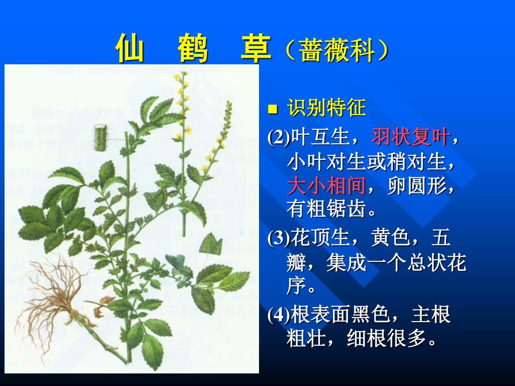 蔷薇科特征 蔷薇科特征