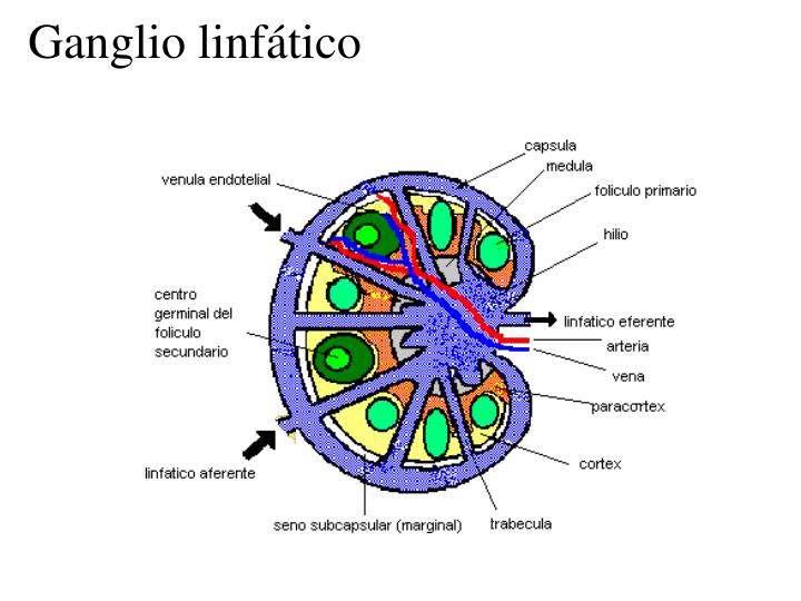 PPT - Sistema Linfático PowerPoint Presentation - ID:3819477