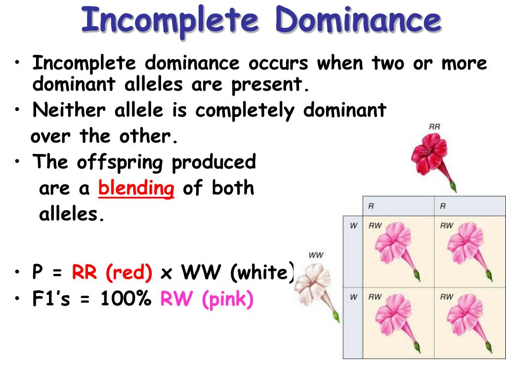 ppt-incomplete-dominance-codominance-sex-linked-and-polygenic