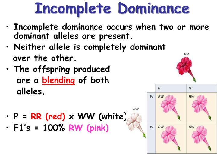 ppt-incomplete-dominance-codominance-sex-linked-and-polygenic-inheritance-powerpoint