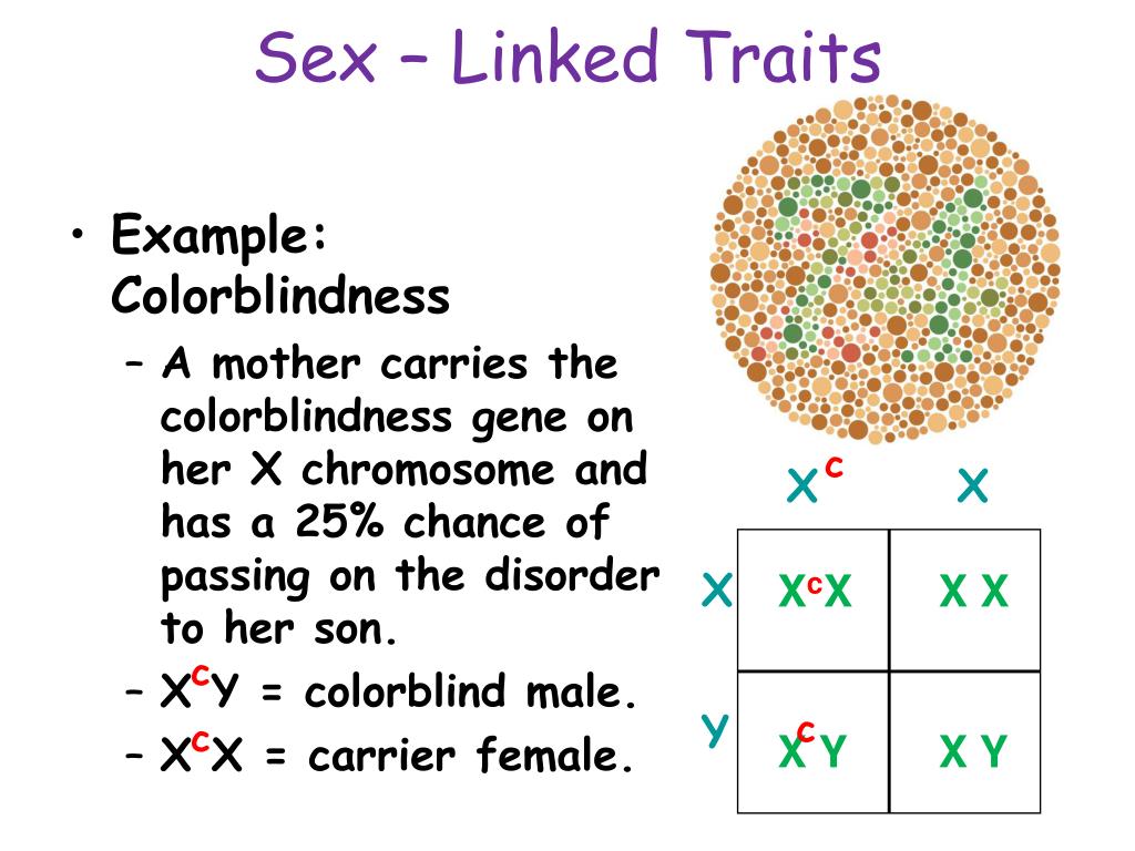 Ppt Incomplete Dominance Codominance Sex Linked And Polygenic
