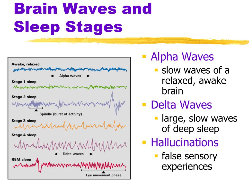 Sleep Stages And Brain Waves