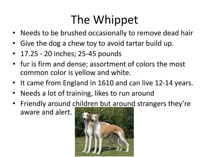 the whippet n.