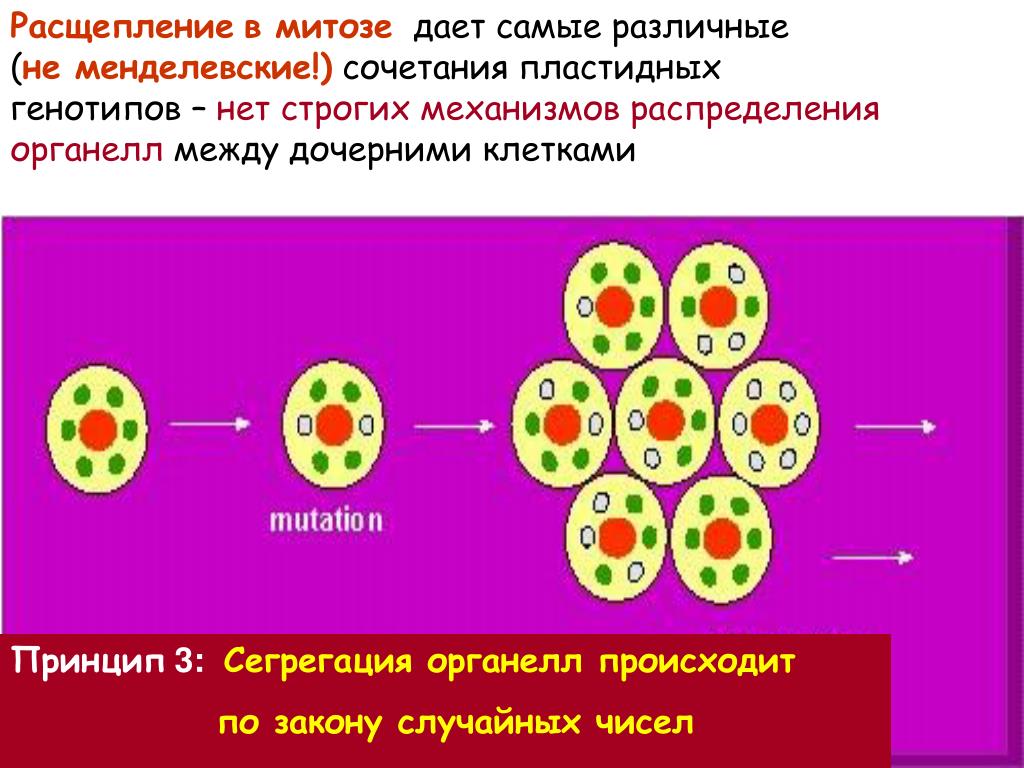 Первая дочерняя клетка. Цитоплазматическая наследственность. Дочерние клетки это. Пластидная наследственность механизм. Пластидная клетка.