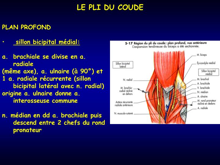 PPT LE COUDE PowerPoint Presentation ID3824118