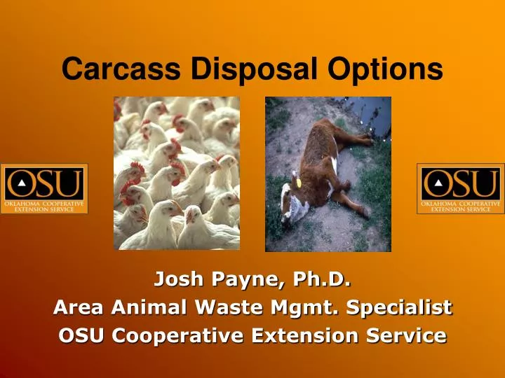 PPT Carcass Disposal Options PowerPoint Presentation, free download