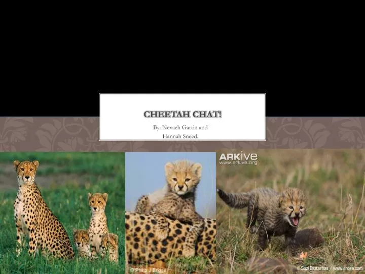 cheetah chat n.