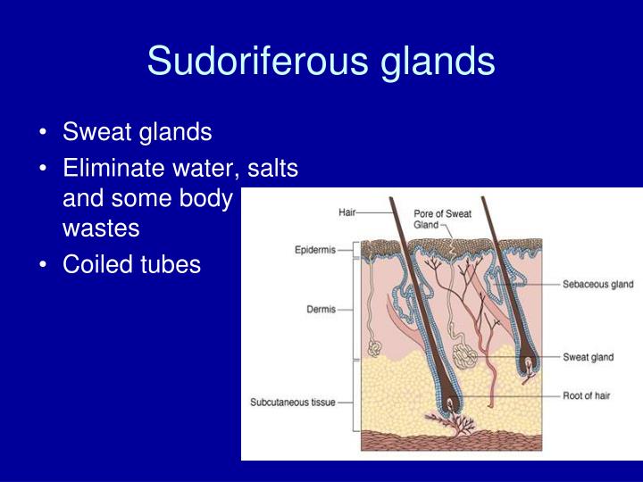 PPT - INTEGUMENTARY SYSTEM PowerPoint Presentation - ID:3825779