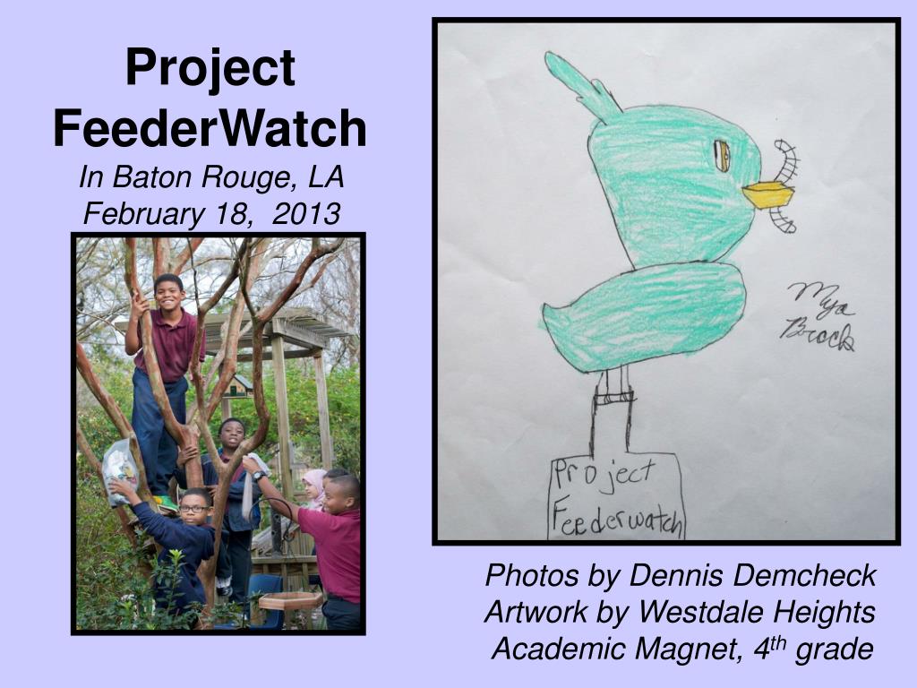 Ppt Project Feederwatch In Baton Rouge La February 18 2013