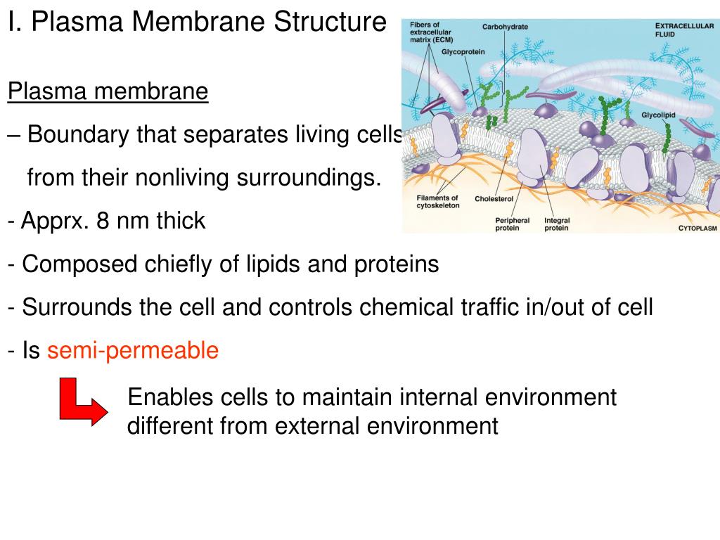 Ppt I Plasma Membrane Structure Powerpoint Presentation Free