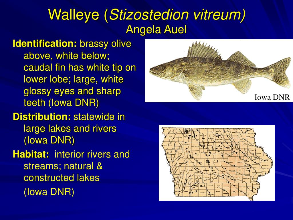 PPT - Walleye ( Stizostedion vitreum) PowerPoint Presentation