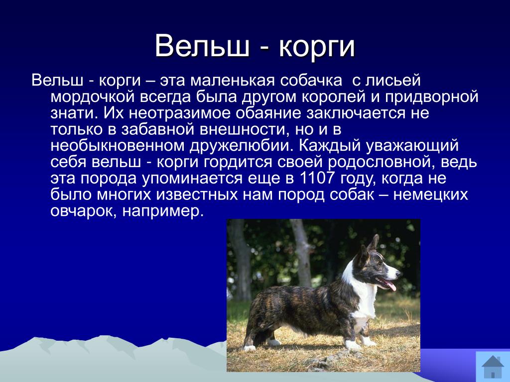 Окружающий мир. 2 класс Рассказ о породе собаки образец - где найти?