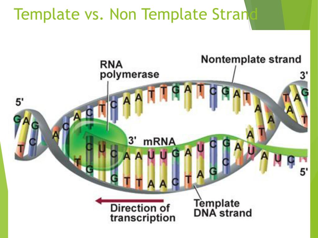 PPT DNA Transcription and Translation PowerPoint Presentation, free