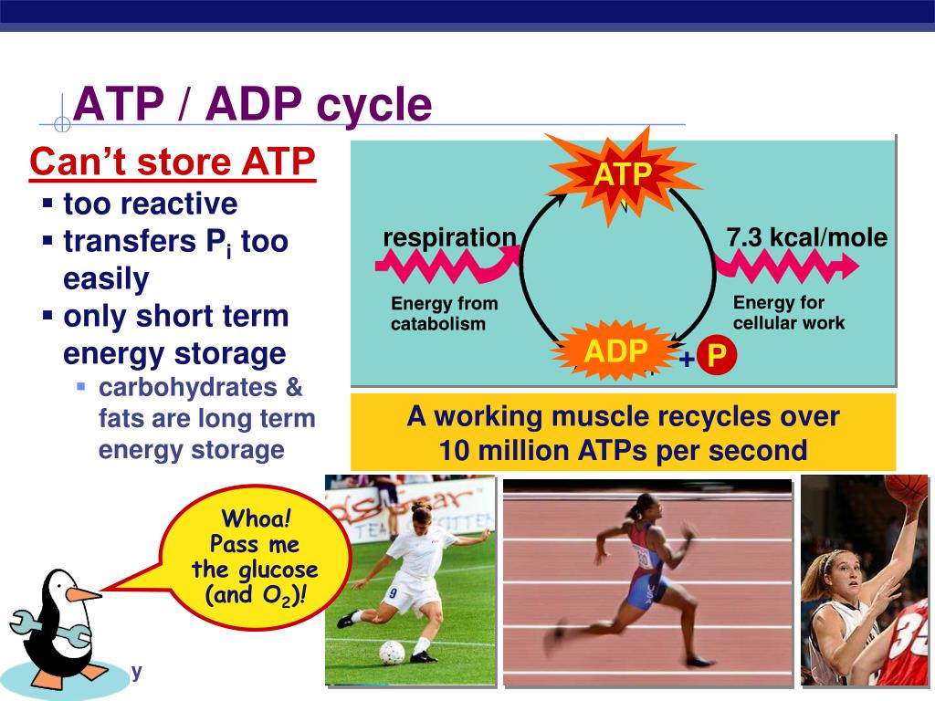 PPT ATP PowerPoint Presentation, free download ID3829449