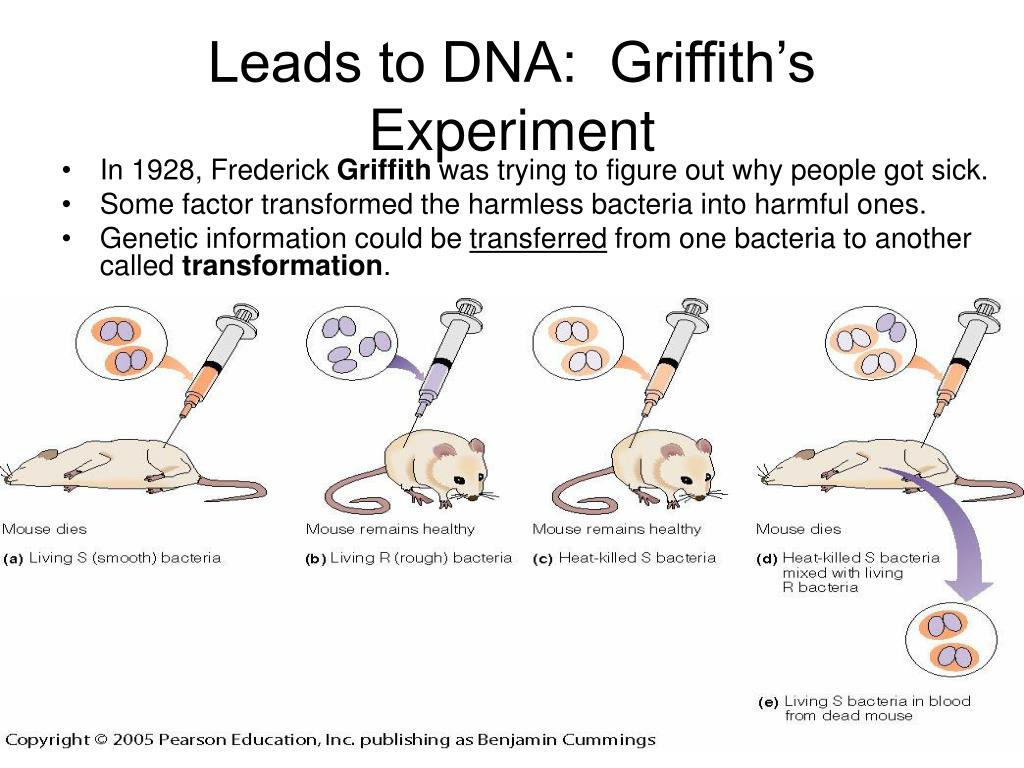 frederick griffith mice experiment