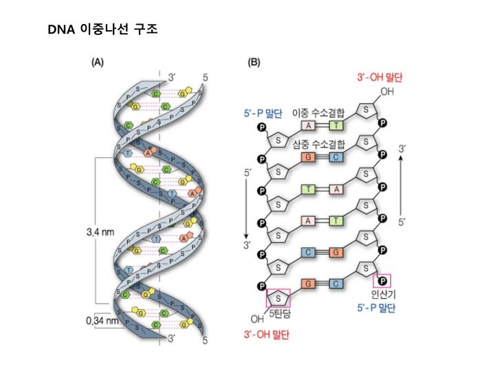 PPT - 유전자의 구조와 발현 PowerPoint Presentation - ID:3830041