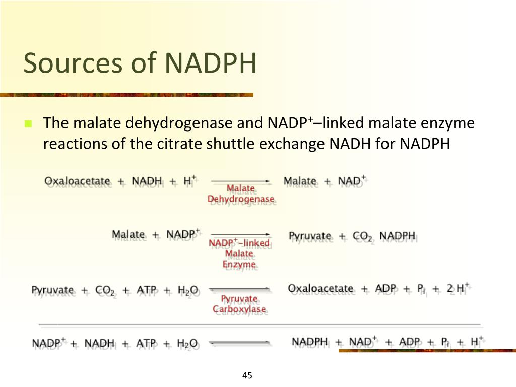 PPT - Fatty Acid Synthesis PowerPoint Presentation, free download -  ID:3831752