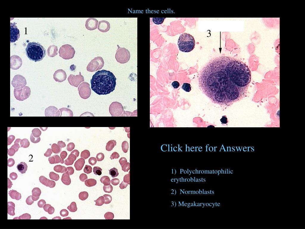 PPT Histology Practice Practical Questions PowerPoint