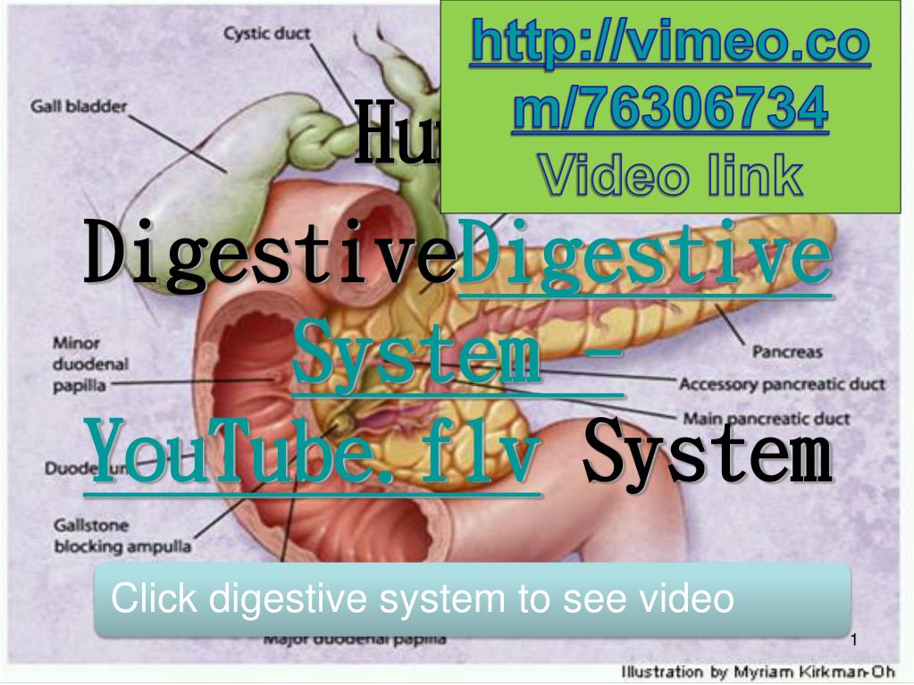 PPT - Human Digestive Digestive System - YouTube.flv System PowerPoint