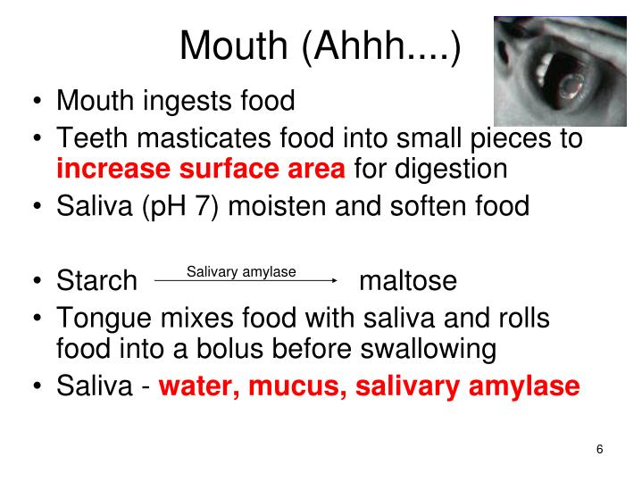 saliva and starch digestion essay saliva and starch digestion essay