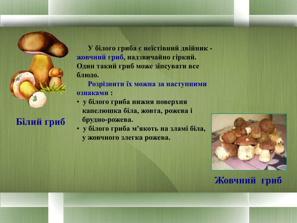 Грибы есть витамины. Шапинкові гриби відносяться. Капелюшка гриба. Мякоть гриба (по консистенции) (651):. Неїстівний.