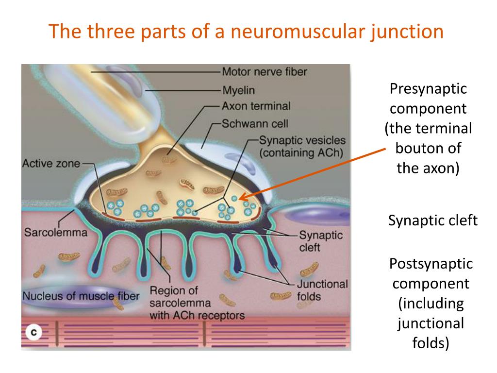 the three parts of a neuromuscular junction.