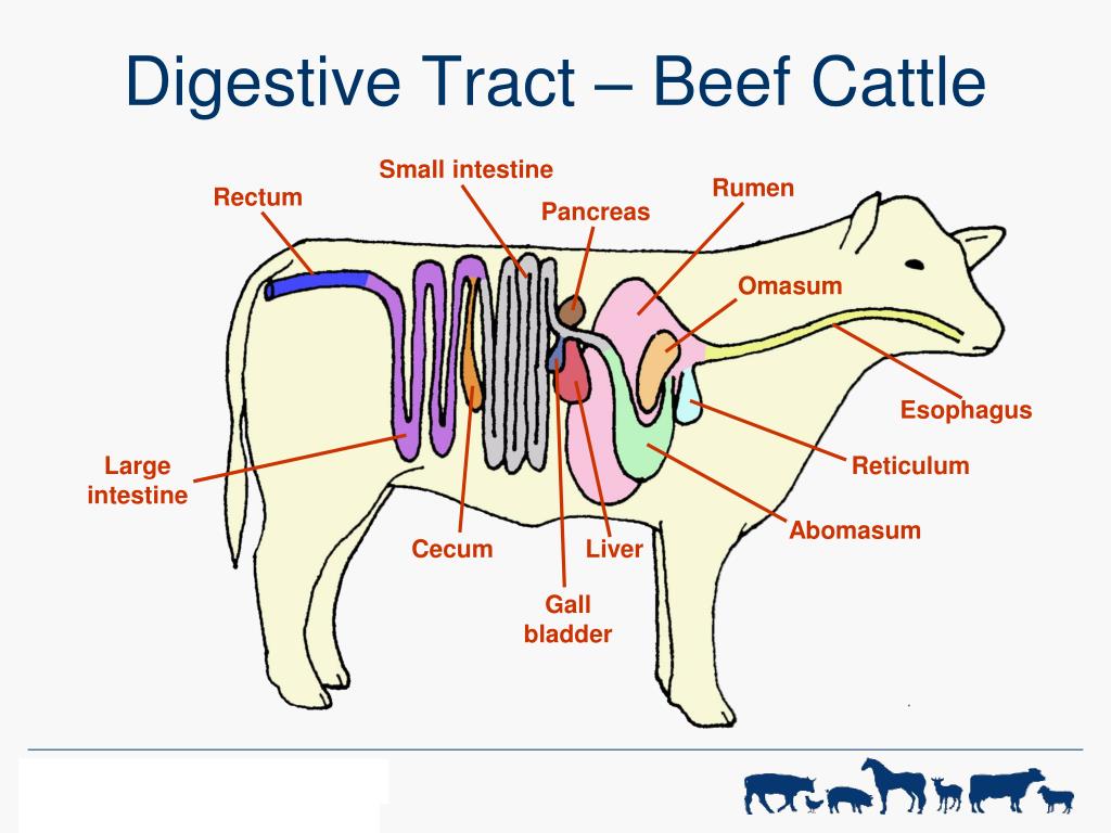 PPT - Digestive Physiology of Farm Animals PowerPoint Presentation