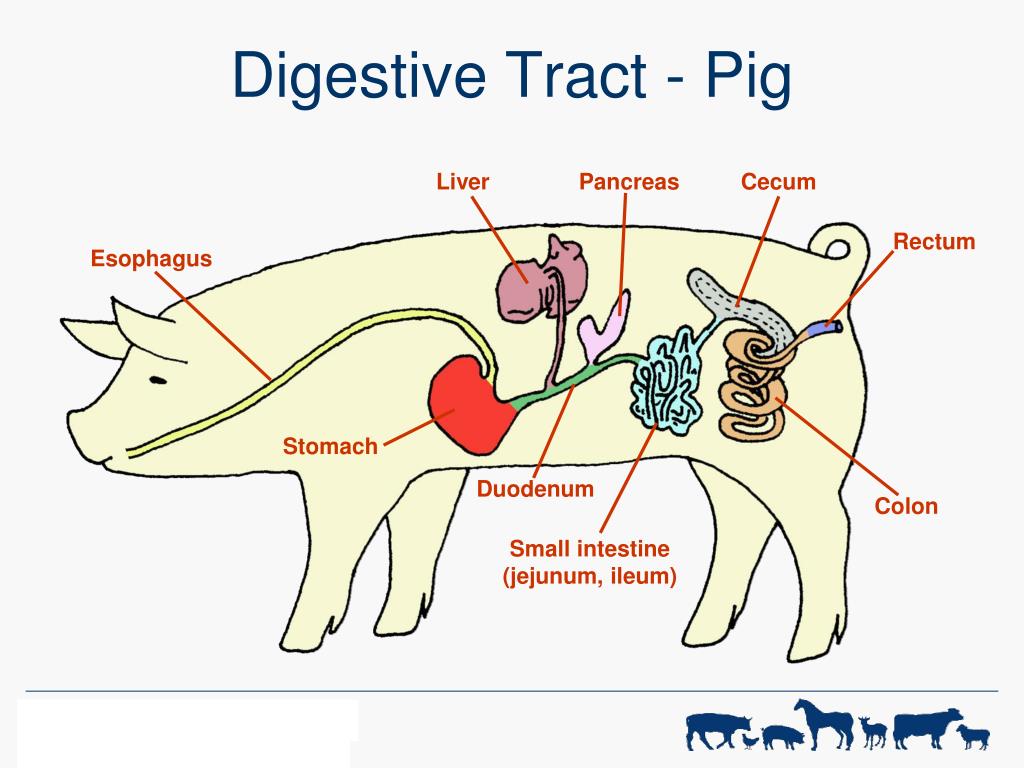 PPT - Digestive Physiology of Farm Animals PowerPoint Presentation