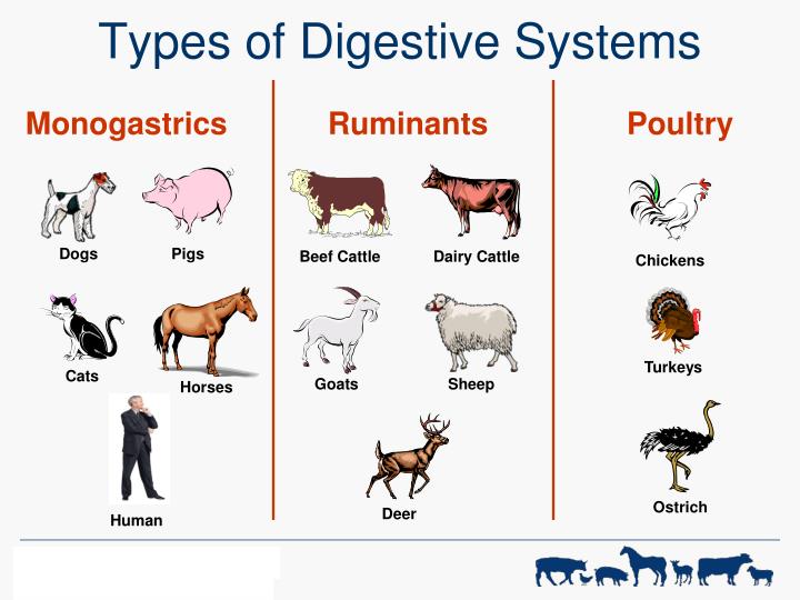 PPT - Digestive Physiology of Farm Animals PowerPoint Presentation - ID