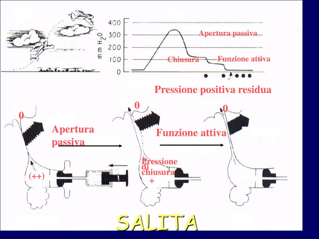 PPT TUBA DI EUSTACHIO PowerPoint Presentation, free download ID3836178