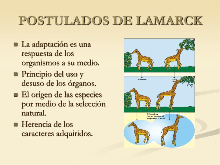 Quais As Principais Críticas A Teoria De Lamarck
