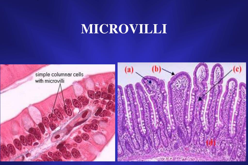SMALL INTESTINE PowerPoint Presentation, free download Biology Diagrams
